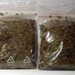 white-vein-indo-kratom