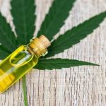 cbd-oil-for-horses-–-explained!