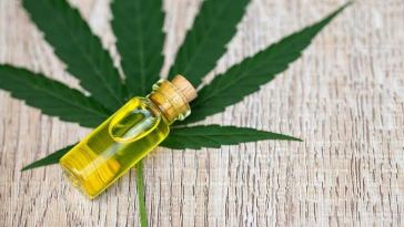 cbd-oil-for-horses-–-explained!