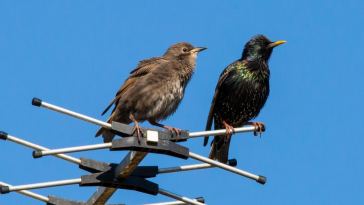 common-tv-aerial-problems